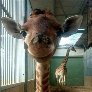 Meet your Posher, Kyler