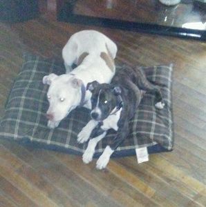 Meet your Posher, Jill