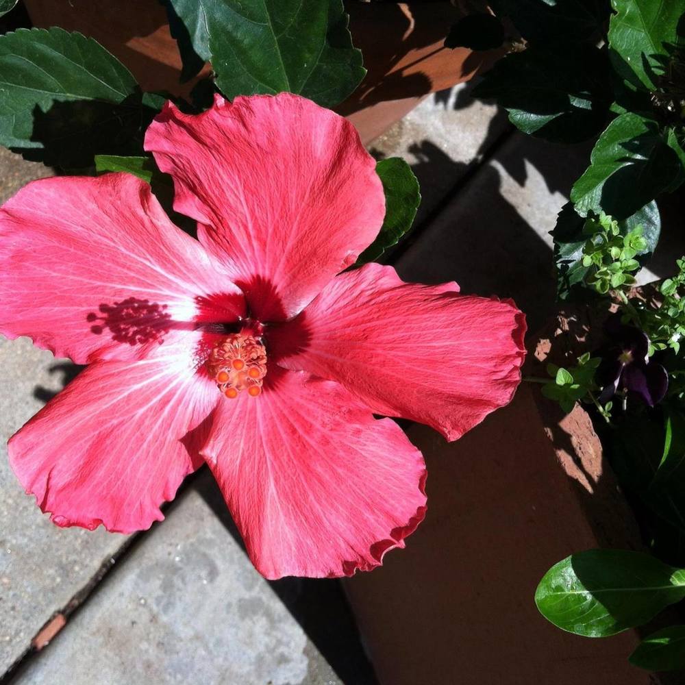 Meet your Posher, Sherrie