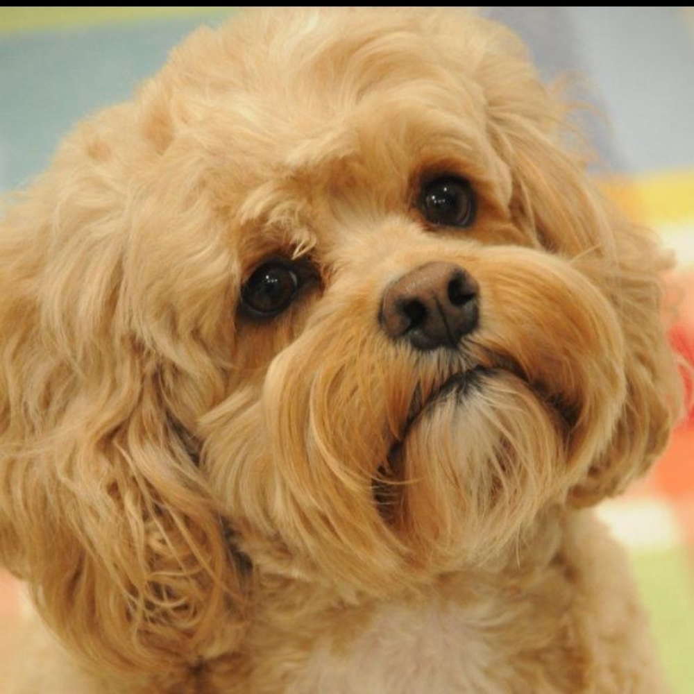 Meet your Posher, Ginger