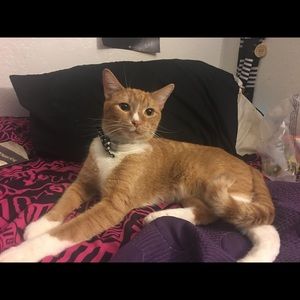 Meet your Posher, Jackson