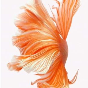 Meet your Posher, Aileen