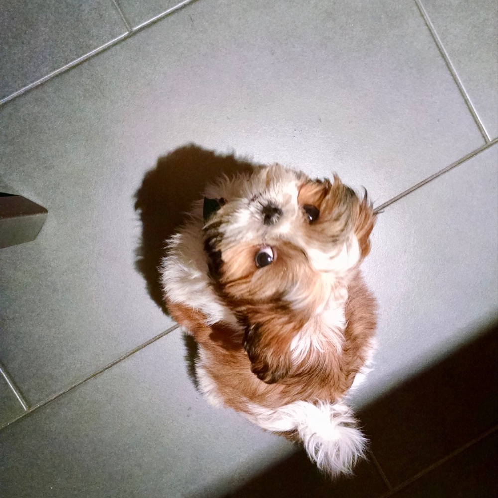 Meet your Posher, Christy