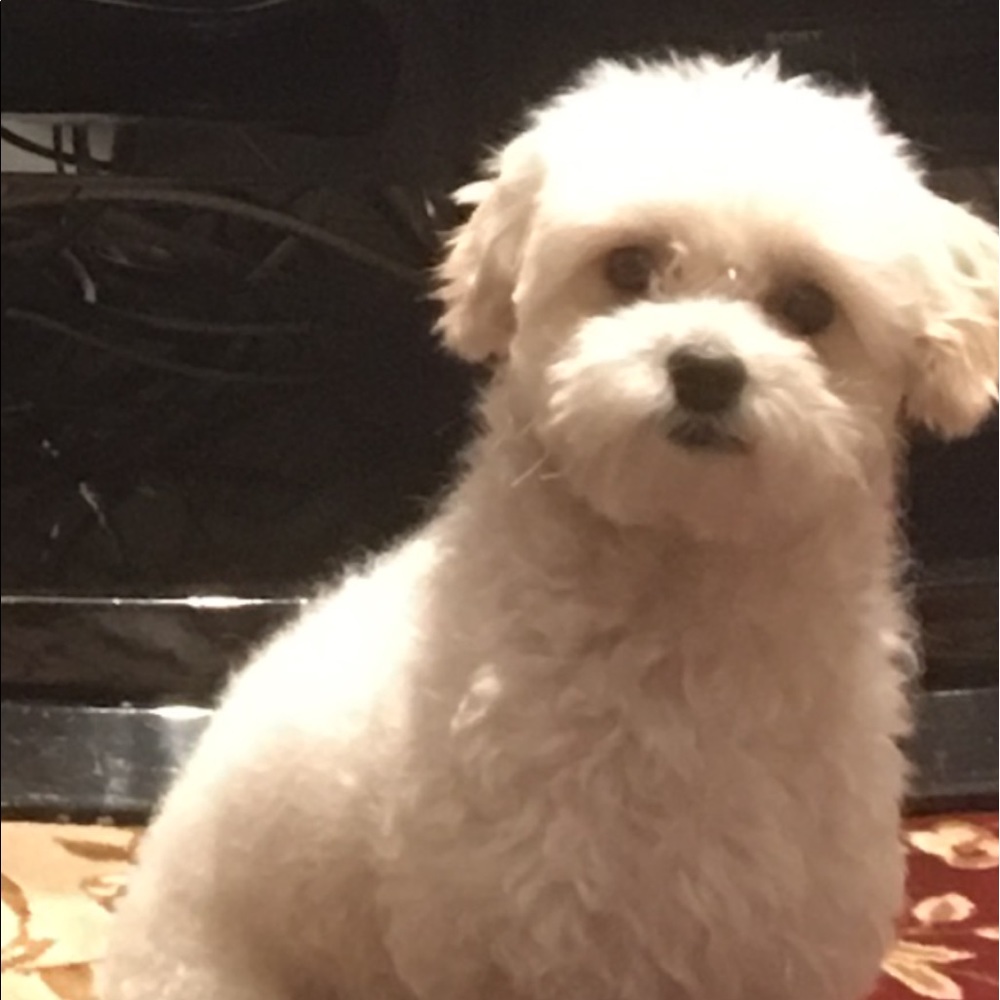 Meet your Posher, Lily