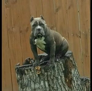 Meet your Posher, Joe