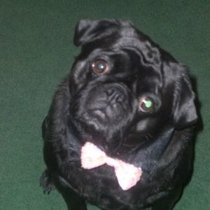 Meet your Posher, Diana