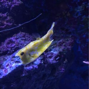 Meet your Posher, Nikita