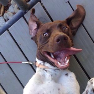 Meet your Posher, Julian