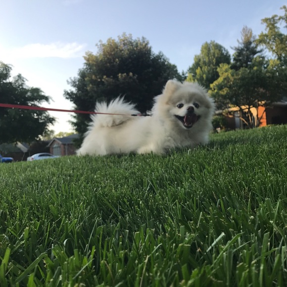 Meet your Posher, Elana - Picture 3 of 5