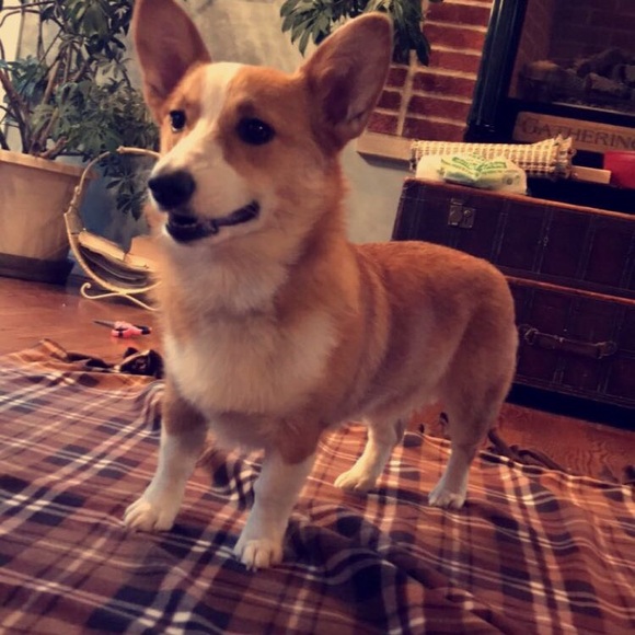 Meet your Posher, Elana - Picture 4 of 5