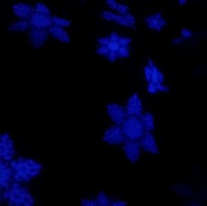 Meet your Posher, Ligraphy