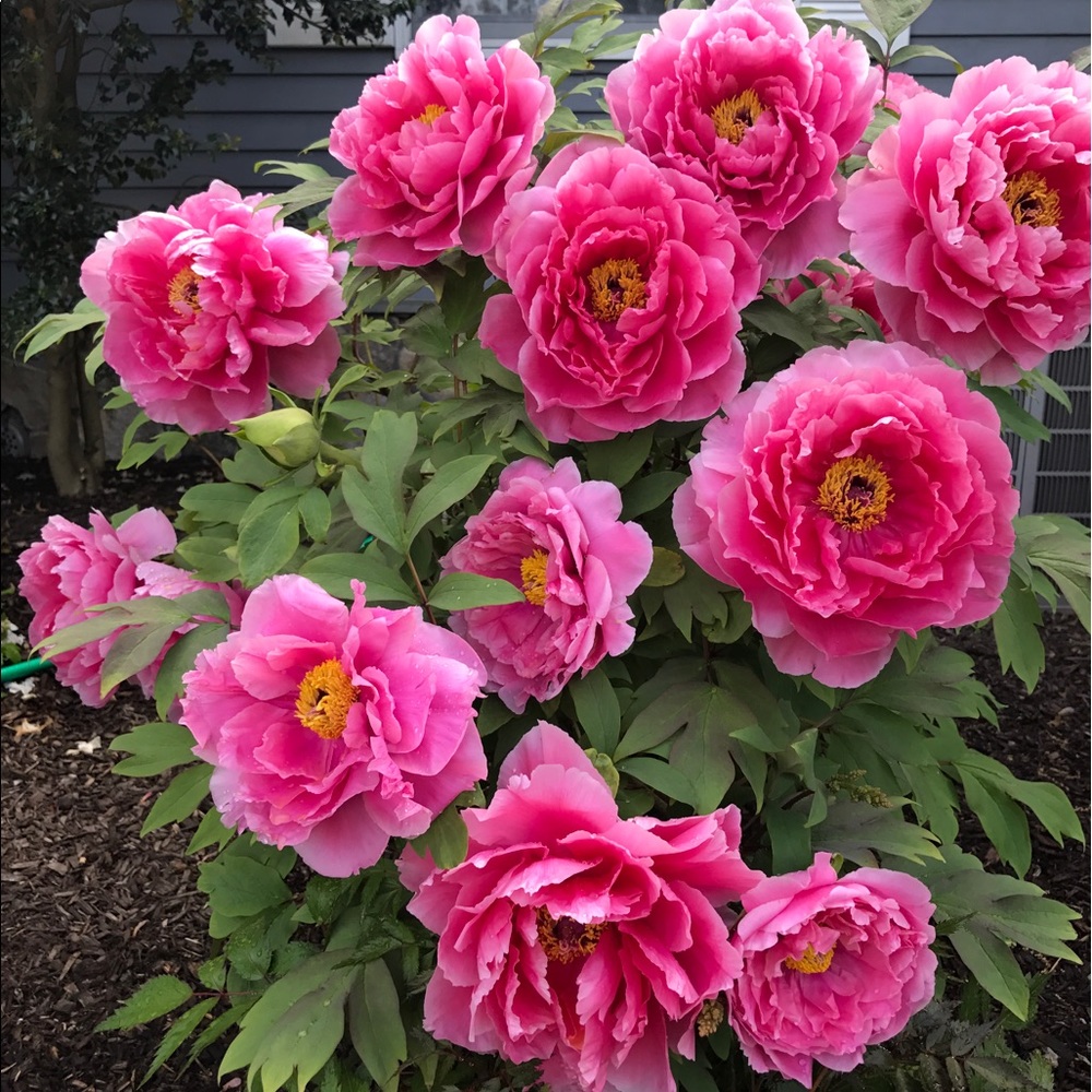 Meet your Posher, Denise