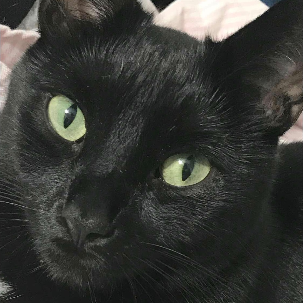 Meet your Posher, Sylvie