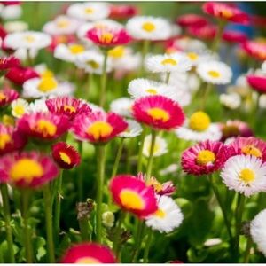 Meet your Posher, Sydney