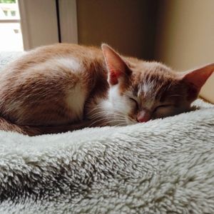 Meet your Posher, Bailey