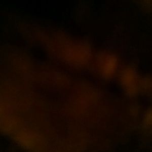 Meet your Posher, Fern