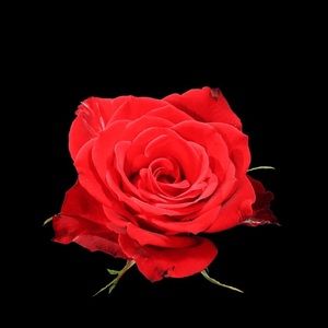 Meet your Posher, Connie