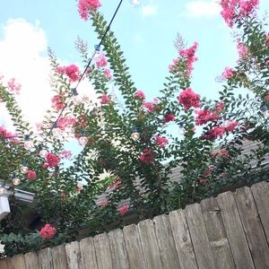 Meet your Posher, Frances