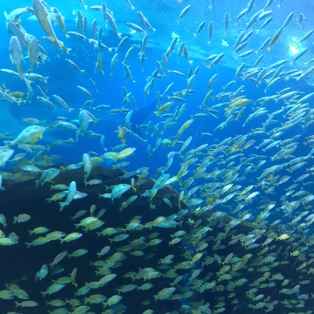 Meet your Posher, Candace