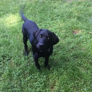 Meet your Posher, Morgan