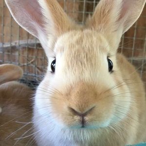 Meet your Posher, Moji