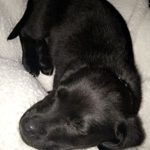 Meet your Posher, Emma