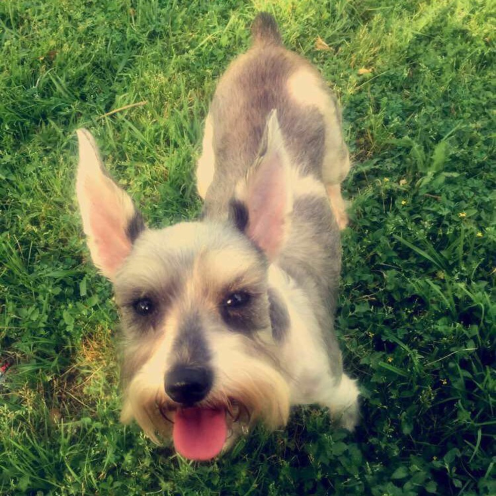 Meet your Posher, Ashley