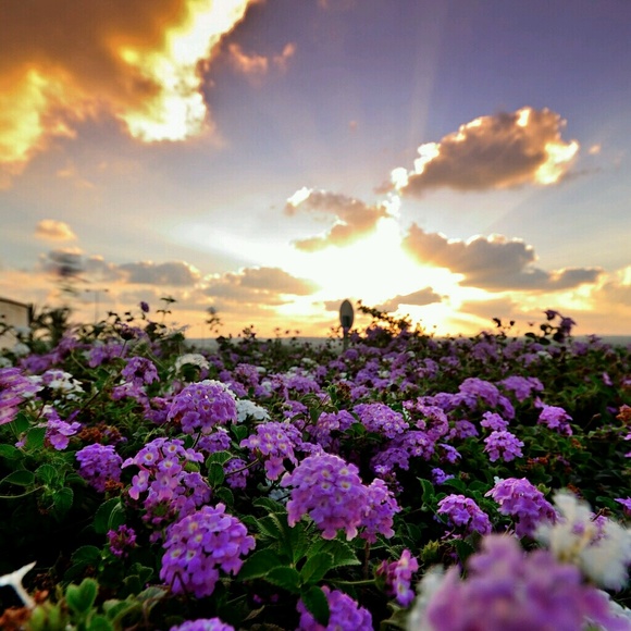 Meet your Posher, Tina - Picture 1 of 1