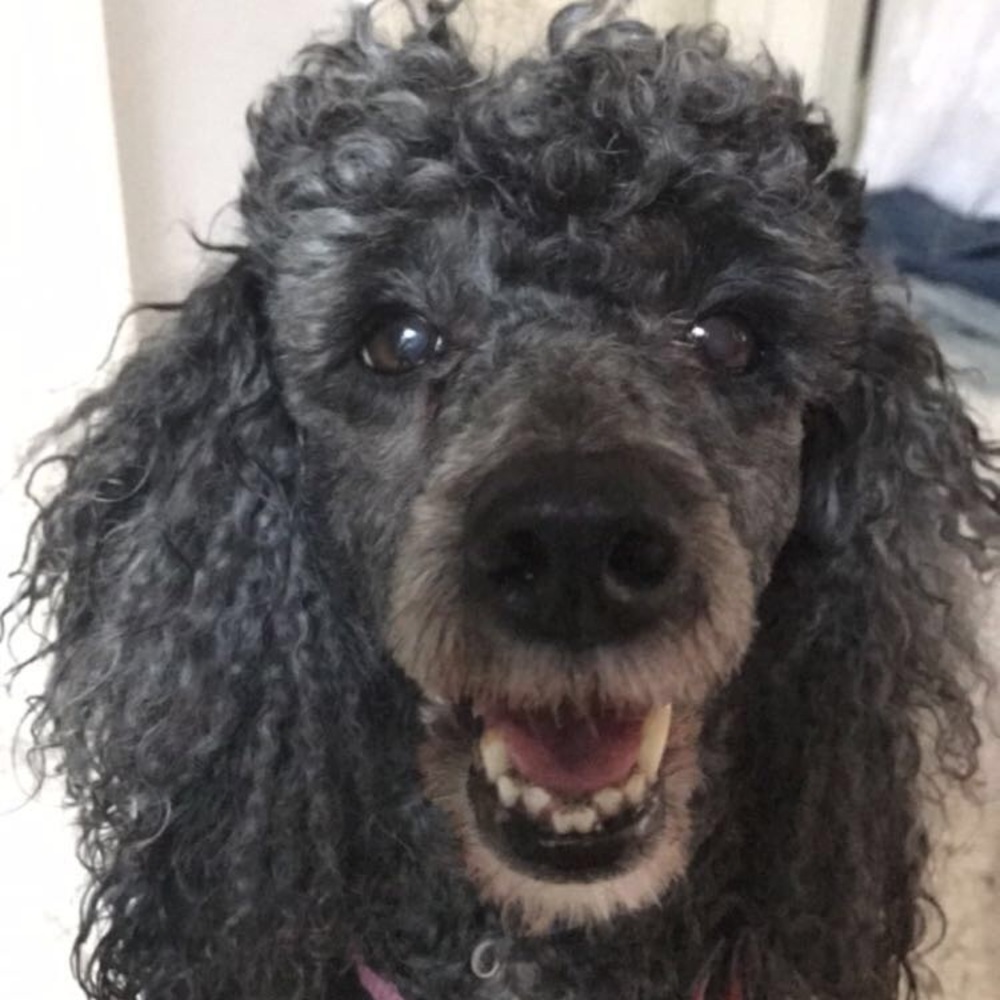 Meet your Posher, Ava