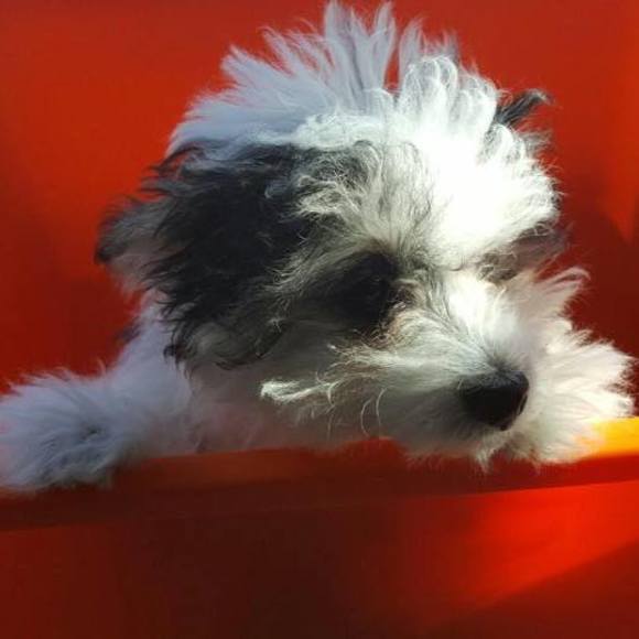 Meet your Posher, Vana - Picture 1 of 1