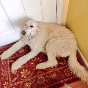 Meet your Posher, Emma claire