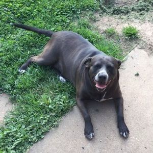 Meet your Posher, Abby