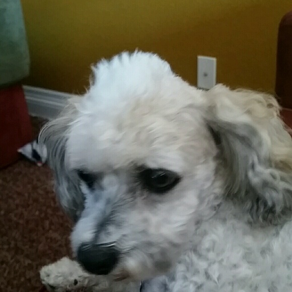 Meet your Posher, Laura - Picture 1 of 1