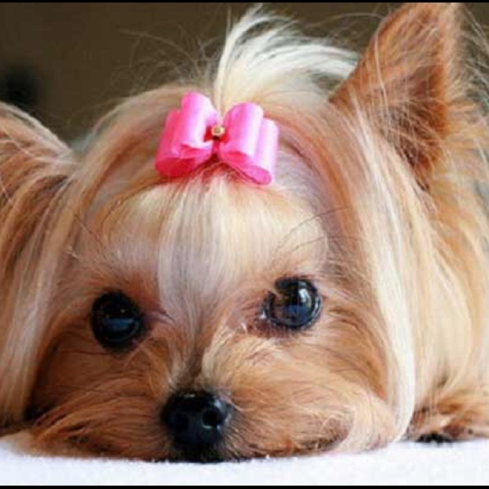 Meet your Posher, Alessandra