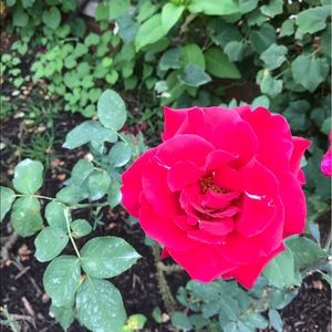 Meet your Posher, Lucy