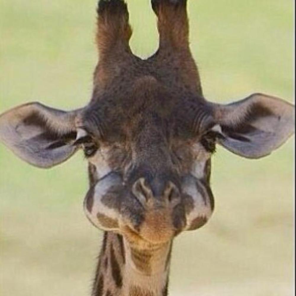 Meet your Posher, Nicky