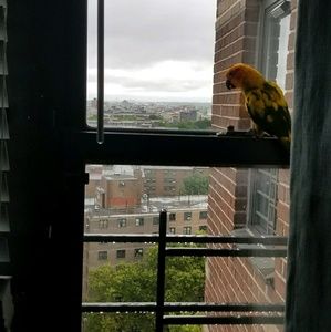 Meet your Posher, Evelyn