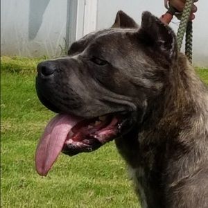 Meet your Posher, Sam