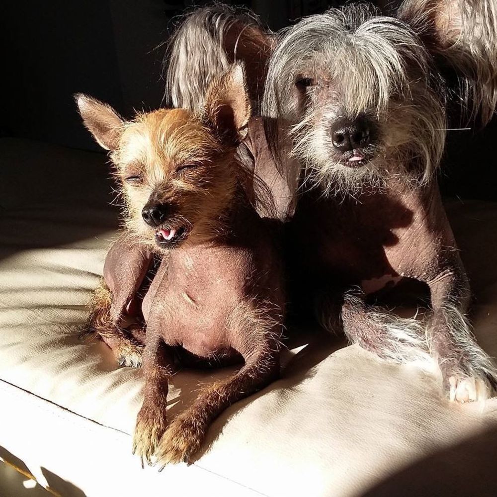 Meet your Posher, Leila