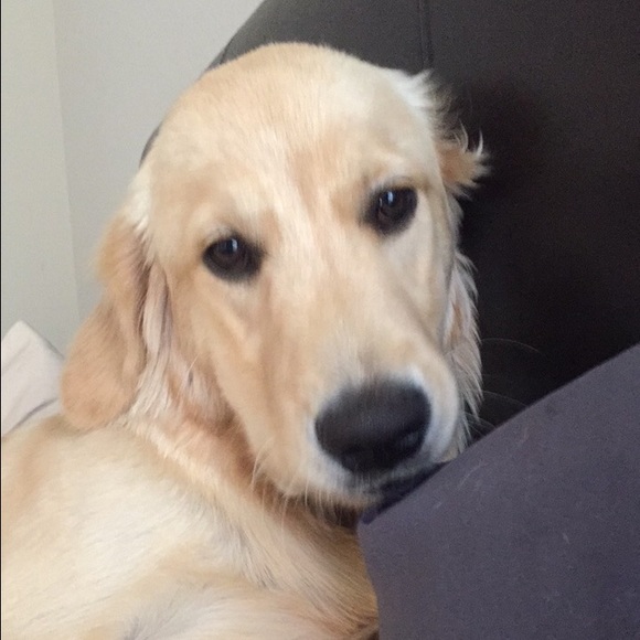 Meet your Posher, Bryce - Picture 1 of 1
