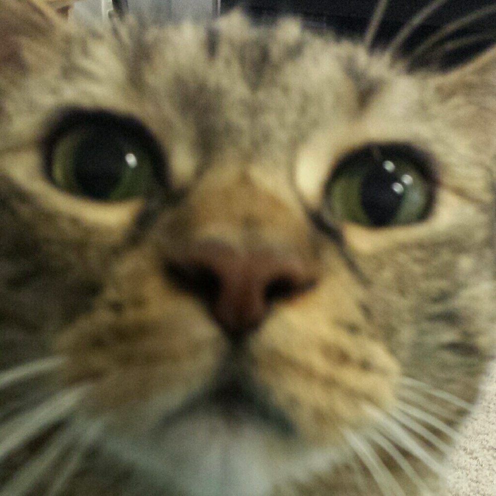 Meet your Posher, Erin