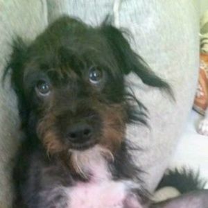 Meet your Posher, Tommie