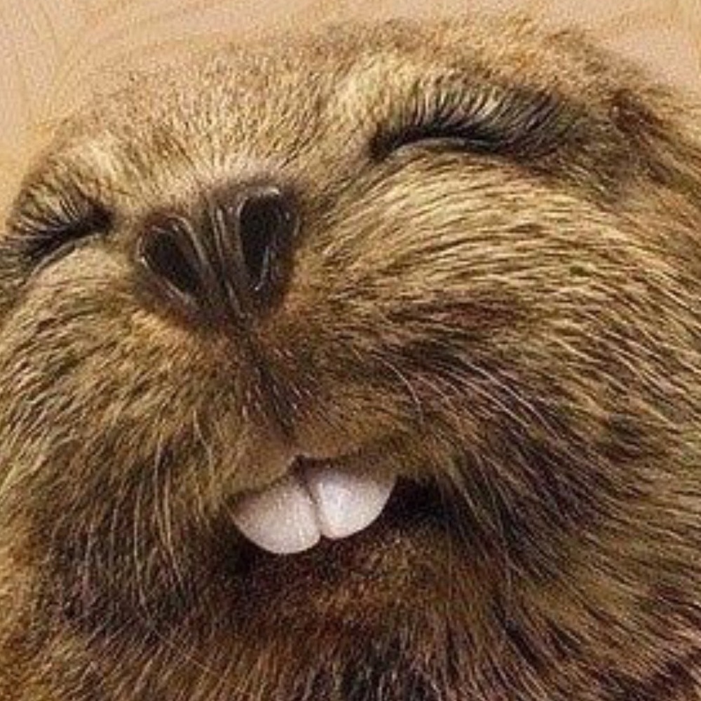 Meet your Posher, Daysi