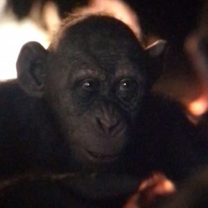 Meet your Posher, Darnell