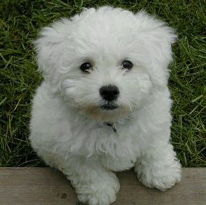 Meet your Posher, Florence