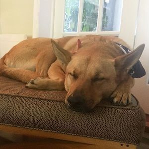 Meet your Posher, Ben