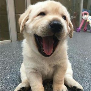 Meet your Posher, Alexis