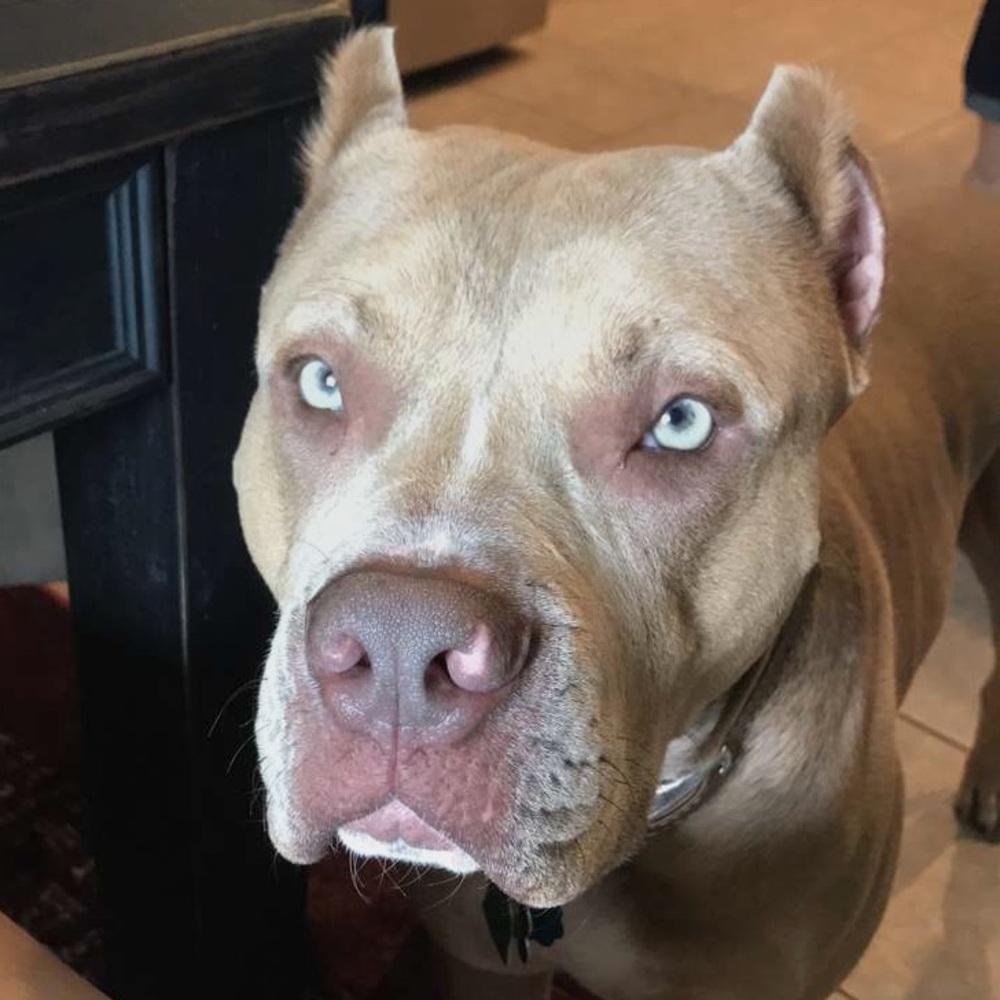 Meet your Posher, Saddie