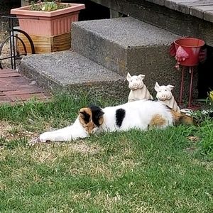 Meet your Posher, Misty