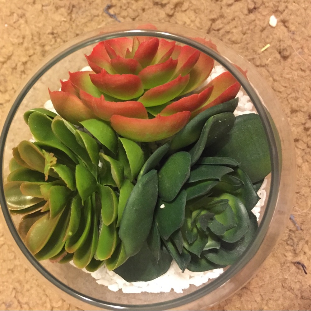 Fake Succulent